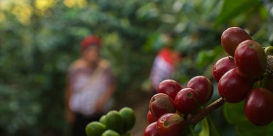 Close-up of ripe Guatemalan coffee cherries with workers in the background, showcasing organic coffee cultivation.
